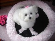 adorable maltese puppy for adoption