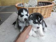 Affectionate Siberian Husky Puppies For Re-homing