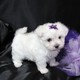  AKC registered Teacup Maltese puppies for free  Adoption