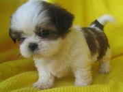 Cute and adorable Shih-Tzu available for adoption