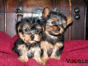 cute male and female adorable teacup yorkie puppies ready for adoption