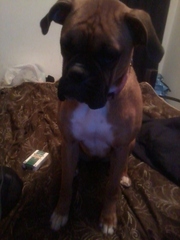 1 year old female boxer