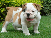  English bulldog puppies for family pet