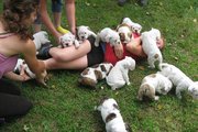 Playful  English Bulldog Puppies