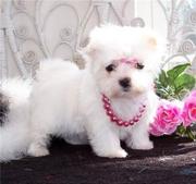 AKC Maltese Puppies For Free Adoption