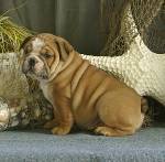 Well Socialized English bulldog Puppies For Sale