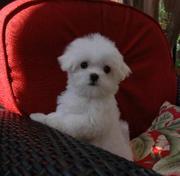 Adorable Male and Female Maltese Puppies For Free Adoption