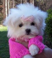  maltese puppies for good homes