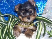 Wow Tea Cup Yorkie Puppies For Free Adoption