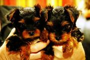cute and adorable yorkie puppies to loving homes