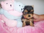 Intelligent Teacup Yorkie Puppies For Free Adoption