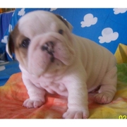 Lovely female english bulldog puppy for a good home