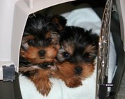 cute andf lovely yorkie puppies for free adoption