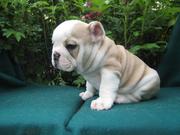 Cute  English Bulldog Puppies For Re-Homing