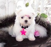 Adoarble Maltese Puppies For Free Adoption