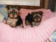 Awesome Male and Female Yorkie Puppies for Adoption