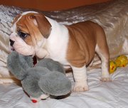   Adorable English bulldog puppies for Free adoption 