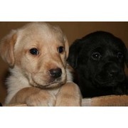 wo Lab puppies (male and female) for free adoption 