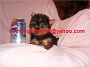 AKC Registered Male And Female Baby Face Teacup Yorkie Puppies For Ado