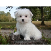 Female Maltese puppy for sale
