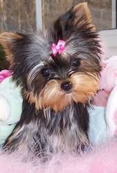 outstanding yorkie puppies for free adoption