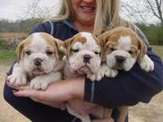 WOW!!! Healthy English Bulldog Puppies