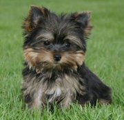 ***yorkie puppies for Adoption***