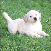 Playful Golden retriever puppies now available