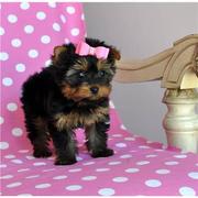 Cute And Marvelous  Teacup Yorkie Puppy For Good Home