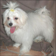 i am offering a female Maltese puppy for adoption 