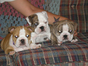  up to date quality purebred english bulldog pups needs a home.