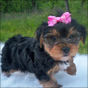 lovely and cute Male And Female yorkie  Puppies Ready  To Go