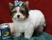 Wow!!! Cute and Healthy Female Teacup Yorkie for You (ASAP)