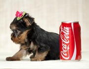 Cute Male And Female Yorkie Puppies For Free Adoption