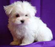 Cute And Lovely Female Maltese Puppy Are Ready For Free Home Adoption