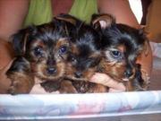 Healthy best quality tea cup yorkie puppies.