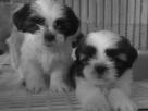 cute male and female shih tzu puppies for freee adoption