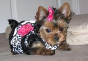 Cute Yorkie Pupies For Free Adoption