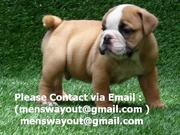 Wow!!! English Bulldog Puppies Available