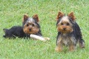 Yorkies for Re-homing(male and female)