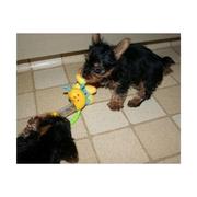  $67 Male $67 Female  Tea Cup Yorkie Puppies