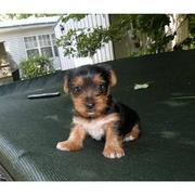 Cute And Healthy Male And Female Yorkie Puppies For Re-Homing