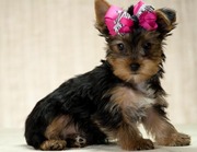 lovely Male and Female Yorkie Puppies For Adoption