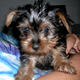 Beautiful Male And Female Tea-Cup Yorkie Puppies For Adoption
