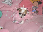 beautiful chihuahua puppy for adoption.