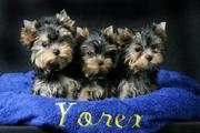 Lovely and adorable TeaCup Yorkie Puppies For Free Adoption