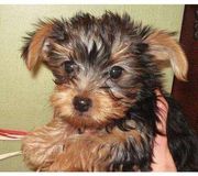Cute Tea  Cup Yorkie Puppies For Free Adoption (1$)