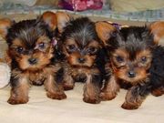AFFECTIONATE TEACUP YORKIE PUPPIES AVAILABLE