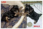 Adorable Yorkie Puppies  Free Adoption