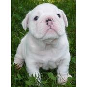 AKC registered EEnglish Bulldog Puppies For Adoption